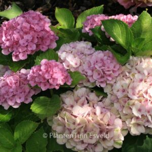 Hydrangea macrophylla 'Hokomarevo' (MAGICAL REVOLUTION)