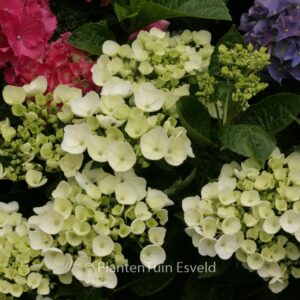 Hydrangea macrophylla 'Holibel' (HOVARIA)