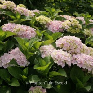 Hydrangea macrophylla 'Hopaline' (HOVARIA)