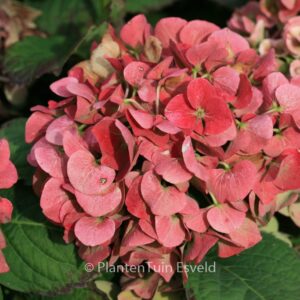 Hydrangea macrophylla 'Magical Robin'