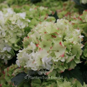 Hydrangea macrophylla 'Hortmaja' (MAGICAL JADE)