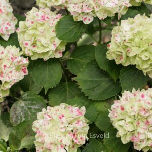 Hydrangea macrophylla 'Magical Wing'