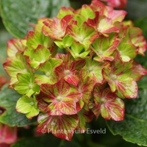 Hydrangea macrophylla 'Horwack' (SCHLOSS WACKERBARTH SAXON)