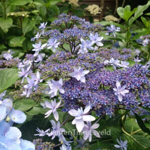 Hydrangea macrophylla 'Izu no hana'