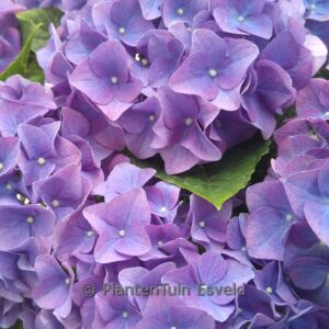 Hydrangea macrophylla 'Jipp26' (JIP BLAUW)
