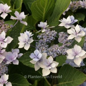 Hydrangea macrophylla 'Jogosaki'