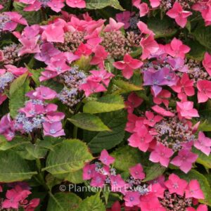 Hydrangea macrophylla 'Kardinal'