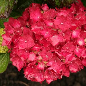 Hydrangea macrophylla 'Kolmaru' (MAGICAL RUBYRED)