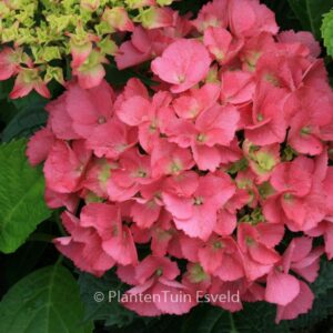 Hydrangea macrophylla 'Magical Sapphire'