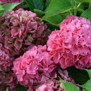 Hydrangea macrophylla 'Kolmgarip' (MAGICAL GARNET)