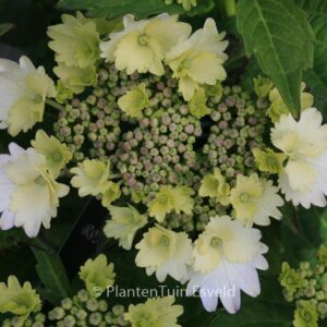 Hydrangea macrophylla 'Koria'
