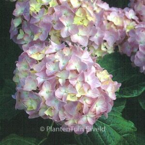 Hydrangea macrophylla 'La France'
