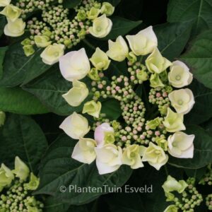 Hydrangea macrophylla 'Libelle'