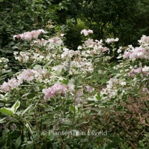 Hydrangea macrophylla 'Maculata'