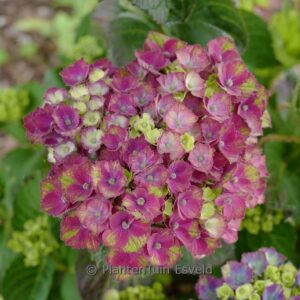 Hydrangea macrophylla 'Magical Charlotte'
