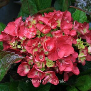 Hydrangea macrophylla 'Merveille Sanguine'
