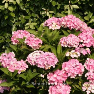 Hydrangea macrophylla 'Messalina'