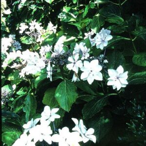 Hydrangea macrophylla 'Miyake-shin-yae'
