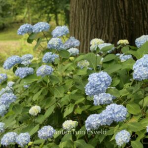 Hydrangea macrophylla 'Nikko Blue'