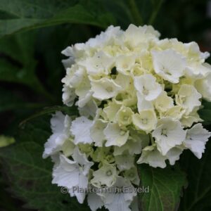 Hydrangea macrophylla 'Pax'