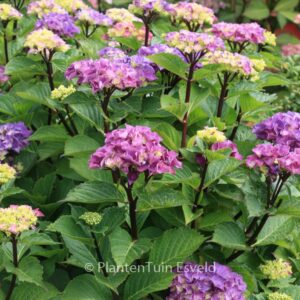 Hydrangea macrophylla 'Oregon Pride'