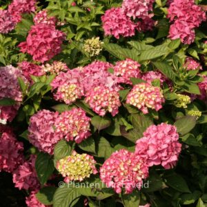 Hydrangea macrophylla 'Pia'