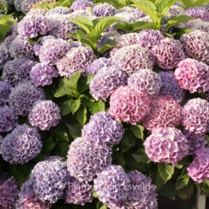 Hydrangea macrophylla 'Pink Dream'
