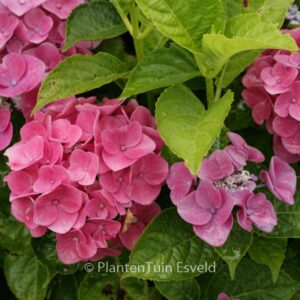 Hydrangea macrophylla 'Pink Pop'