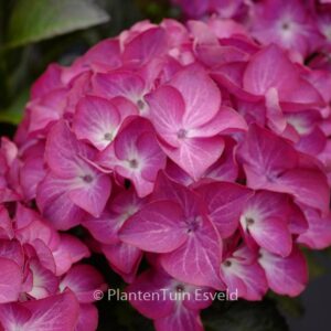 Hydrangea macrophylla 'Red Angel' (BLACK DIAMONDS RED ANGEL)