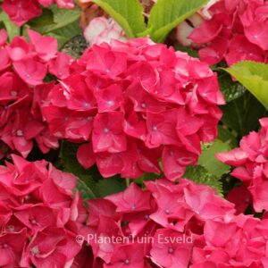 Hydrangea macrophylla 'Red Beauty'