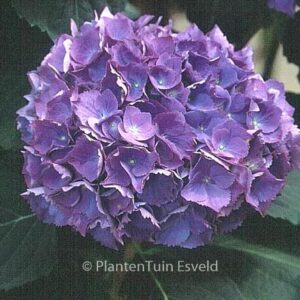 Hydrangea macrophylla 'Renate Steiniger'