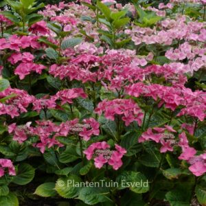 Hydrangea macrophylla 'Rotkehlchen'