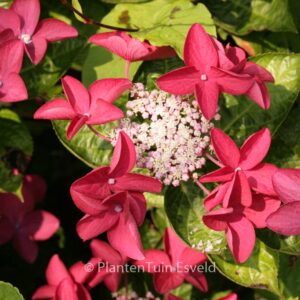 Hydrangea macrophylla 'Rotschwanz'