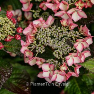 Hydrangea macrophylla 'Satin Pink Soul'
