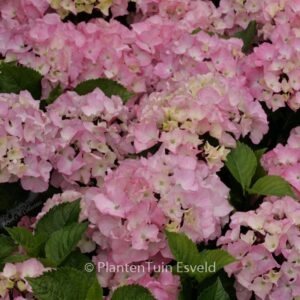 Hydrangea macrophylla 'Schloss Zuschendorf'