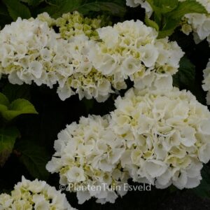 Hydrangea macrophylla 'Schneeball'