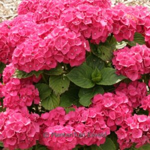 Hydrangea macrophylla 'Sch&ouml;ne Bautzenerin'