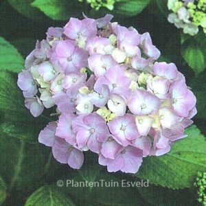 Hydrangea macrophylla 'Seascape'