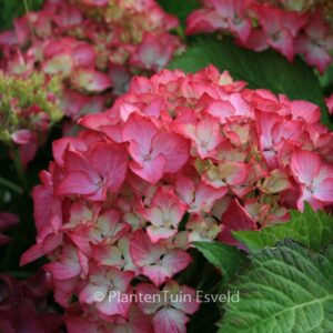 Hydrangea macrophylla 'Selma'