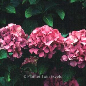 Hydrangea macrophylla 'Sibilla'