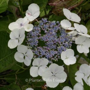 Hydrangea macrophylla 'Snow'