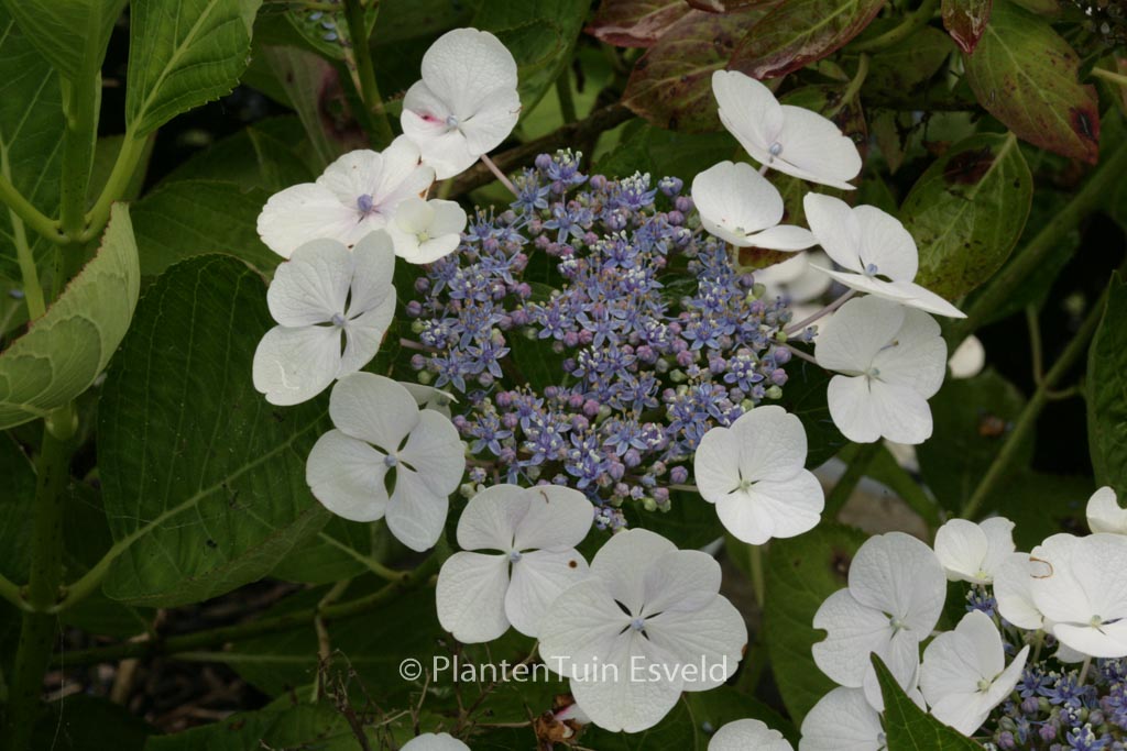 Hydrangea macrophylla 'Snow'