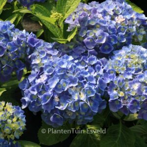 Hydrangea macrophylla 'Superbowl'