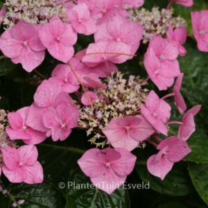 Hydrangea macrophylla 'Taube'