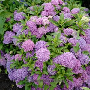 Hydrangea macrophylla 'Tovelit'