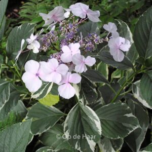 Hydrangea macrophylla 'Tricolor'