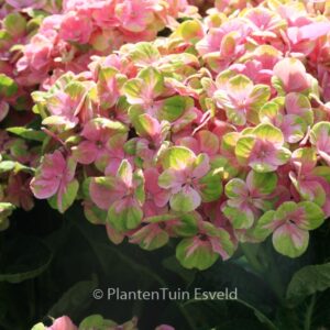 Hydrangea macrophylla 'Magical Opal'