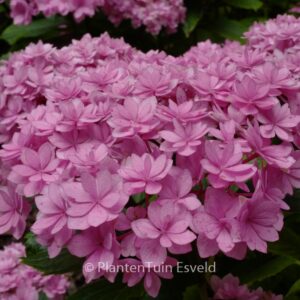 Hydrangea macrophylla 'Youmetwo' (ETERNITY)