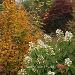 Hydrangea paniculata 'Azo Vulcan'