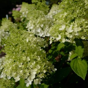 Hydrangea paniculata 'Bokomaho' (MAGICAL MATTERHORN)